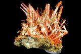 Bright Orange Crocoite Crystal Cluster - Tasmania #171698-2